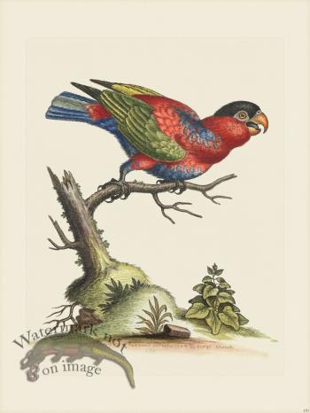 Edwards 170 First Capped Lory